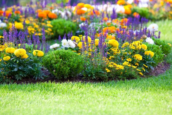 Flower Bed Maintenance in San Rafael
