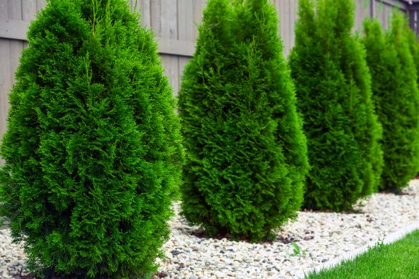 Arborvitae Planting in San Rafael