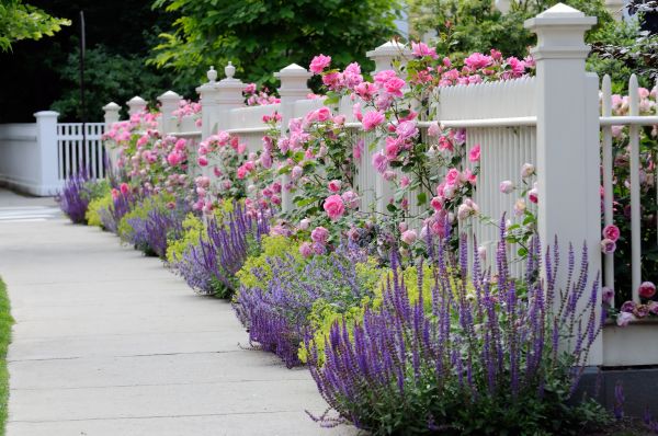 Garden Handyman Service in San Rafael