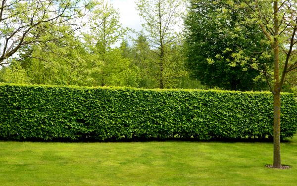Hedge Planting in San Rafael