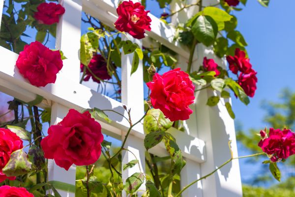 Home Gardening Service in San Rafael