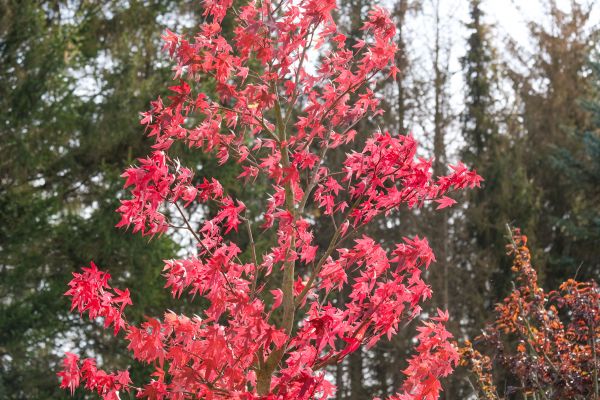 Japanese Maple Planting in San Rafael