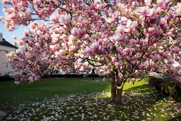 Magnolia Tree Planting in San Rafael
