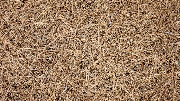 Pine Needles Delivery in San Rafael
