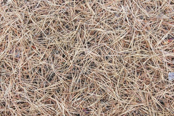 Pine Straw Installation in San Rafael