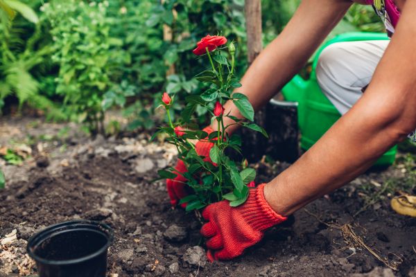 Planting Service in San Rafael