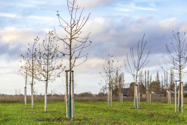 Tree Installation Service in San Rafael