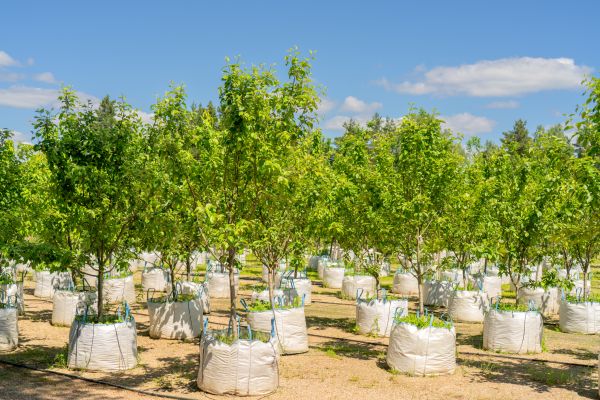 Tree Planting Service in San Rafael
