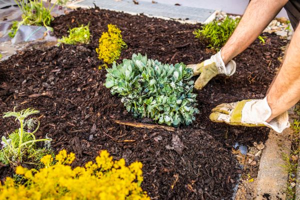 Weeding And Mulching in San Rafael
