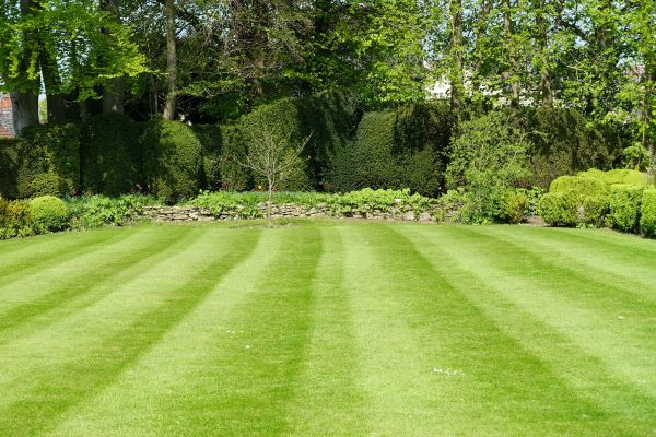 Lawn Renovation in San Rafael