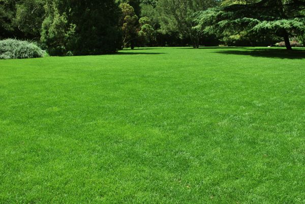 Lawn Landscaping in San Rafael