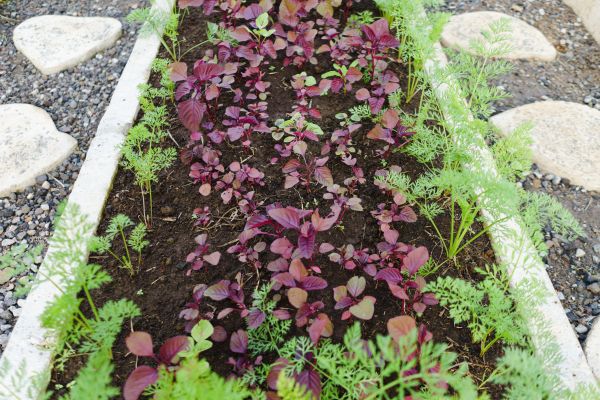 Edging Installation in San Rafael