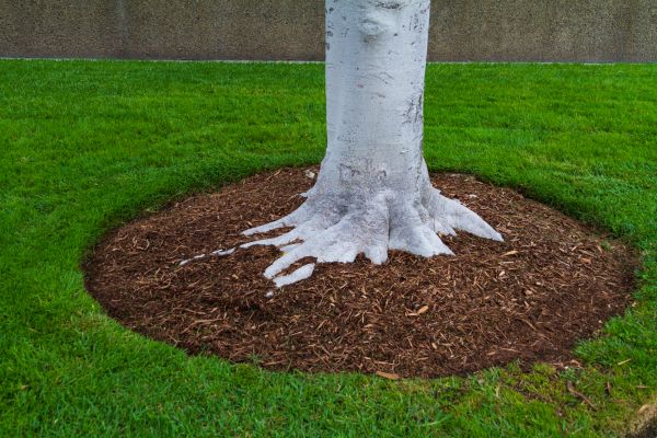 Brown Mulch Installation in San Rafael