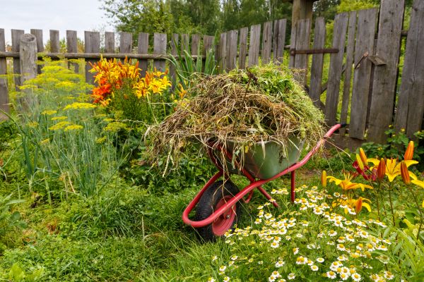 Garden Cleanup Service in San Rafael