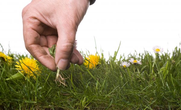Lawn Weeding in San Rafael