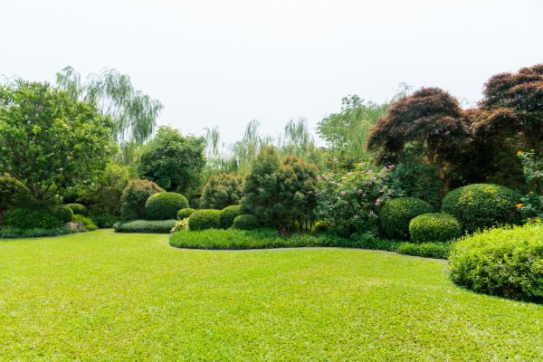 Tree Landscaping in San Rafael