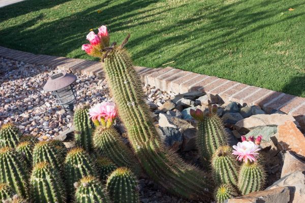 Desert Landscaping in San Rafael
