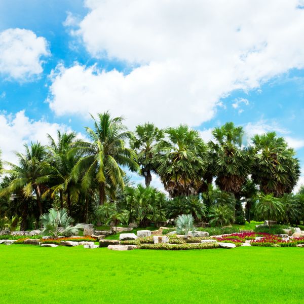 Tropical Landscaping in San Rafael