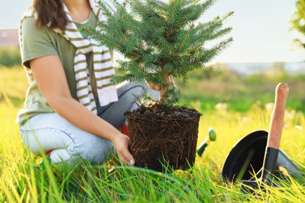 Spruce Tree Planting in San Rafael