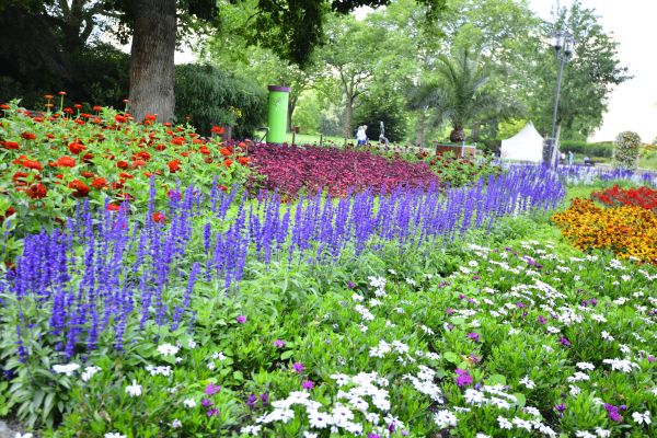 Perennials Planting in San Rafael