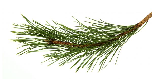 Pine Needles Installation in San Rafael