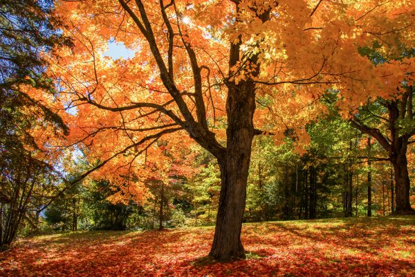 Maple Tree Planting in San Rafael