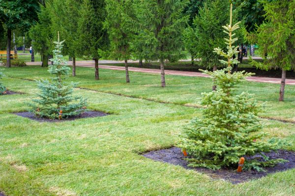 Privacy Trees Planting in San Rafael