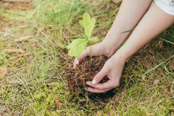 Oak Tree Planting in San Rafael