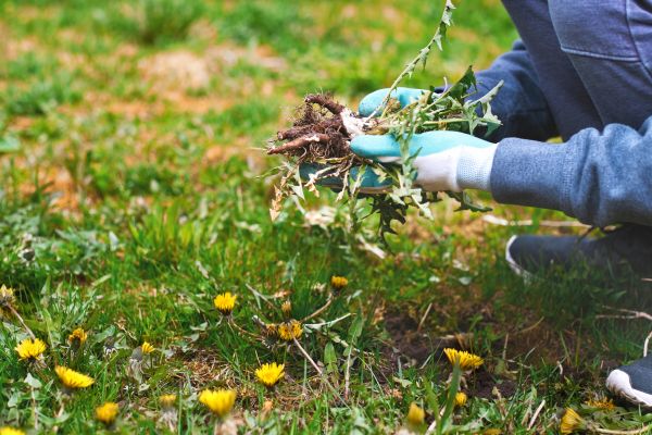 Flower Bed Clearing in San Rafael