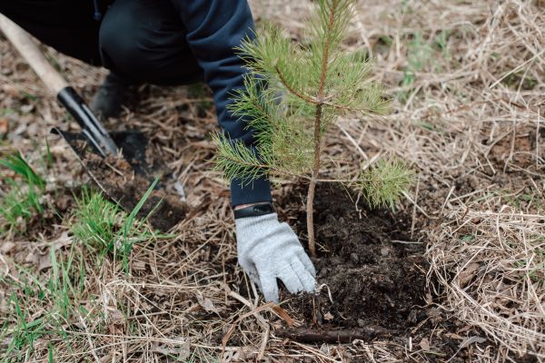 Pine Tree Planting in San Rafael