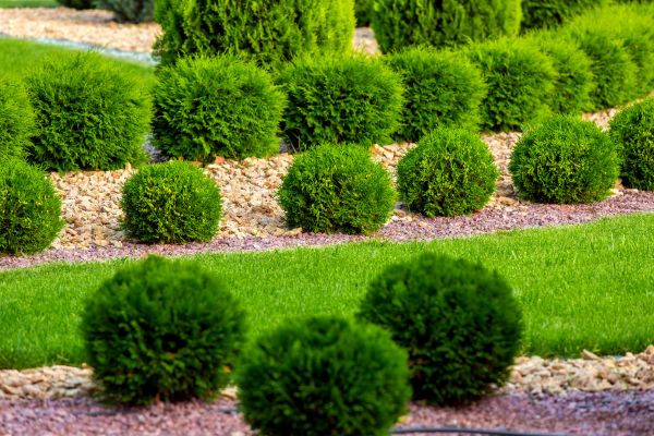 Bush Replacement in San Rafael