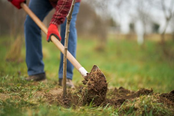 Trees Planting in San Rafael