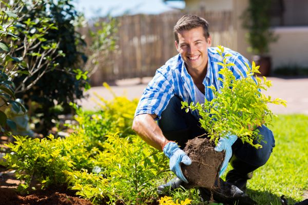 Shrub Landscaping in San Rafael