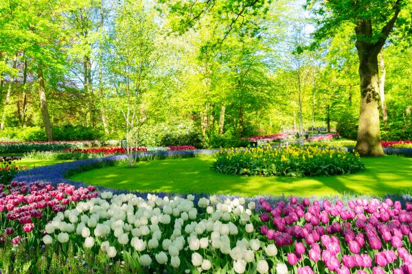 Flower Landscaping in San Rafael