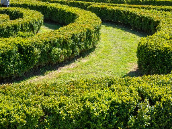 Bush Landscaping in San Rafael