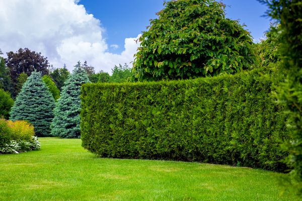 Hedge Landscaping in San Rafael