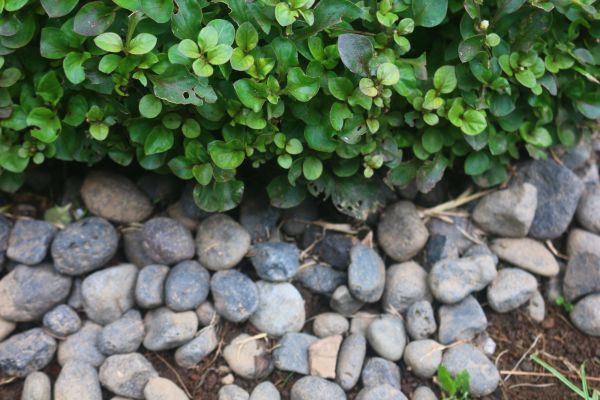 River Stone Installation in San Rafael