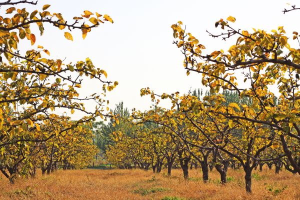 Pear Tree Planting in San Rafael