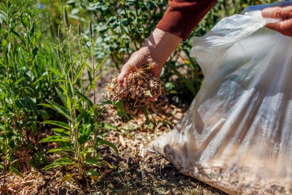Wood Mulch Installation in San Rafael