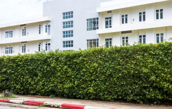 Privacy Landscaping in San Rafael