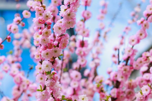 Japanese Cherry Tree Planting in San Rafael