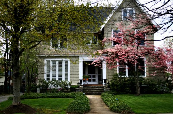 Ornamental Tree Planting in San Rafael