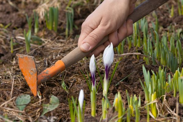 Flower Garden Weeding in San Rafael