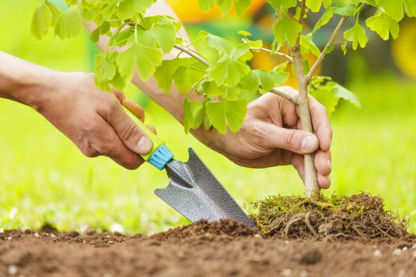 Fruit Tree Planting in San Rafael