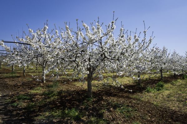 Orchard Planting in San Rafael