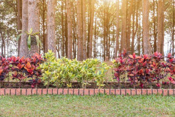 Small Garden Landscaping in San Rafael