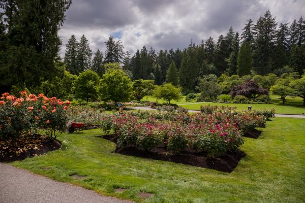 Flower Garden Landscaping in San Rafael