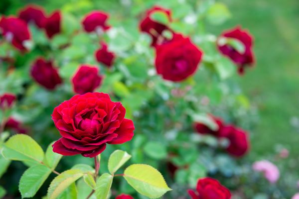 Rose Planting in San Rafael