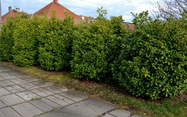 Privacy Shrub Installation in San Rafael
