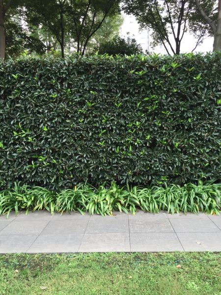 Privacy Shrub Planting in San Rafael